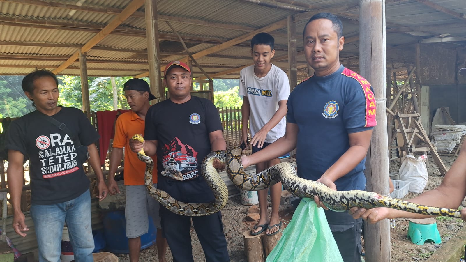 EVAKUASI: Personel Damkarmat menangkap Ular Piton berukuran Jumbo.&nbsp;