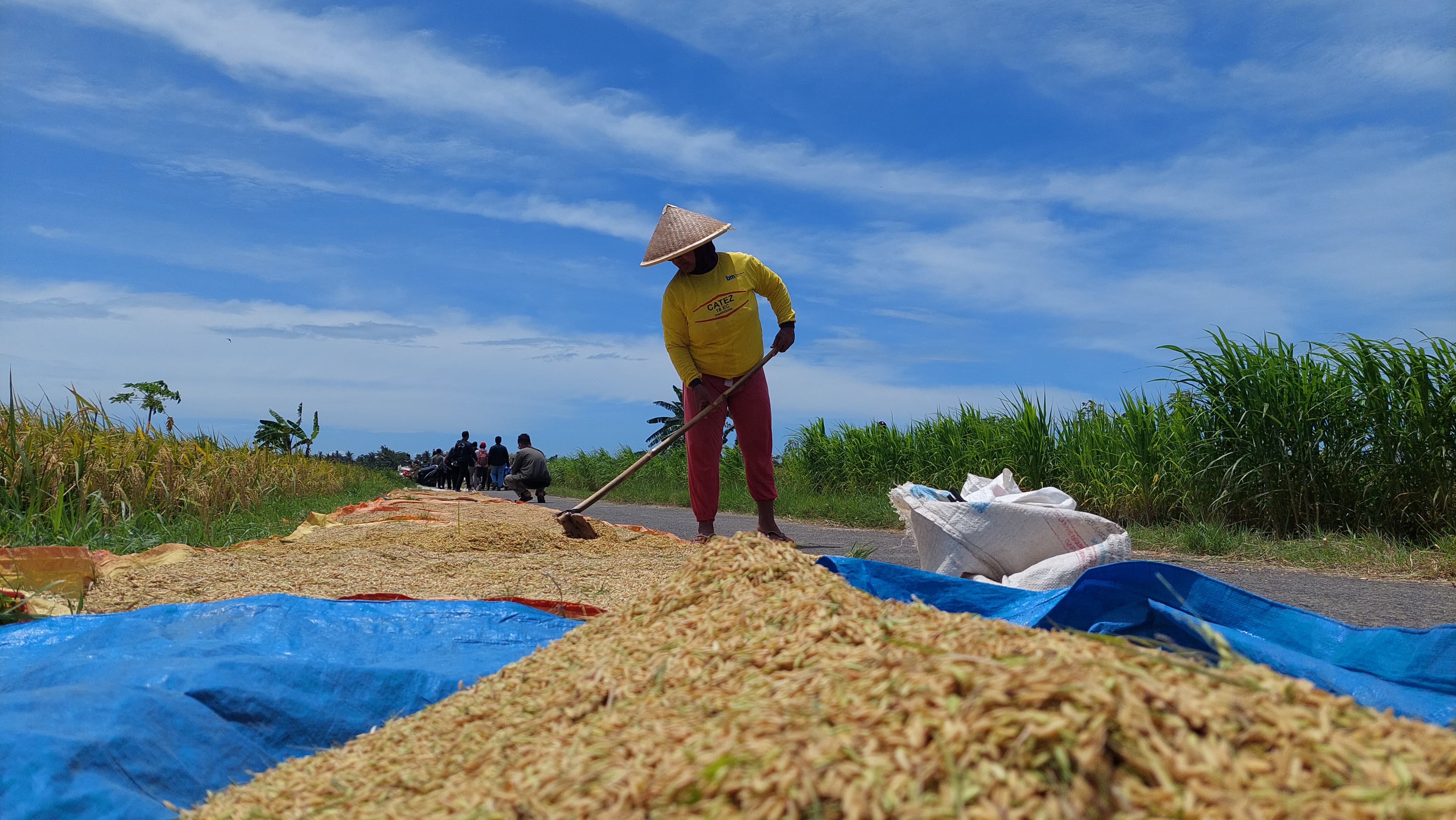 PANEN: Petani mengeringkan gabah usai dipanen dari sawah.&nbsp;