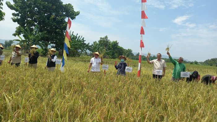 PANEN RAYA: Bupati Bantul Abdul Halim Muslih saat ikut memanen Padi di Canden, Jetis Jumat (7/2/2025).