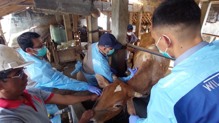SUNTIKAN: Petugas Puskeswan memberikan vaksin ke sapi di Wilayah Kalurahan Bendungan.