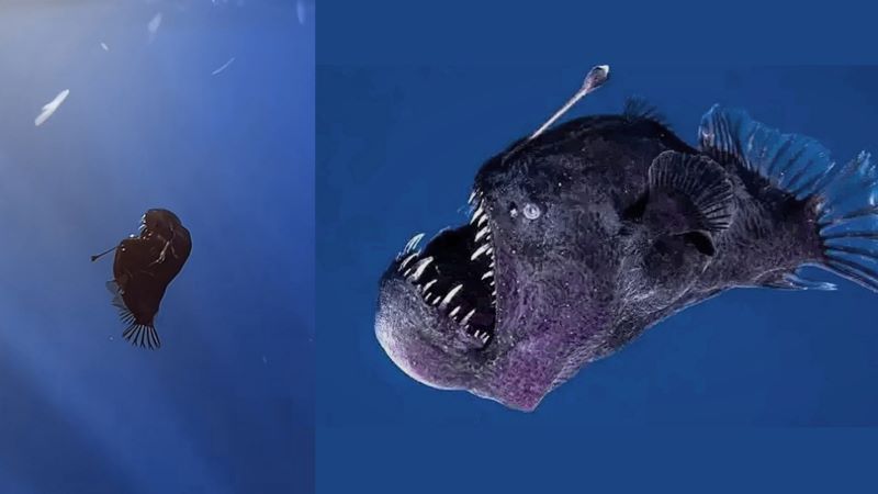 Fenomena langka ikan anglerfish muncul di permukaan laut.