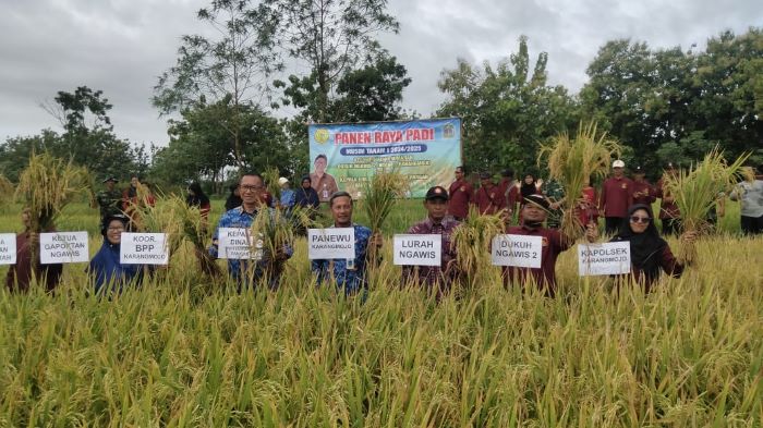 Panen raya tanaman padi seluas 36 hektar di Kalurahan Ngawis, Karangmojo, Gunungkidul, Rabu (19/2).