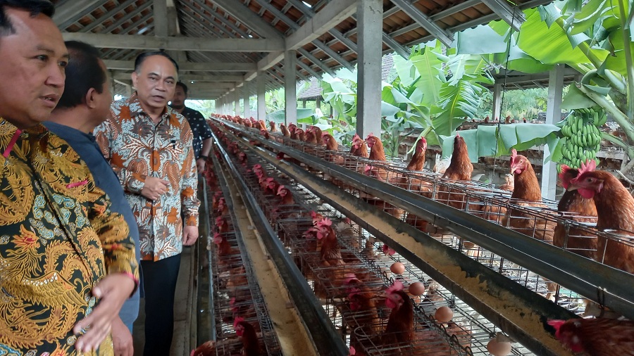 CEK: Menkop Budi Arie meninjau peternakan ayam petelur di Pajangan, Bantul, Jumat (21/2/2025) sebagai upaya mempersiapkan komoditas untuk makan bergizi gratis (MBG).