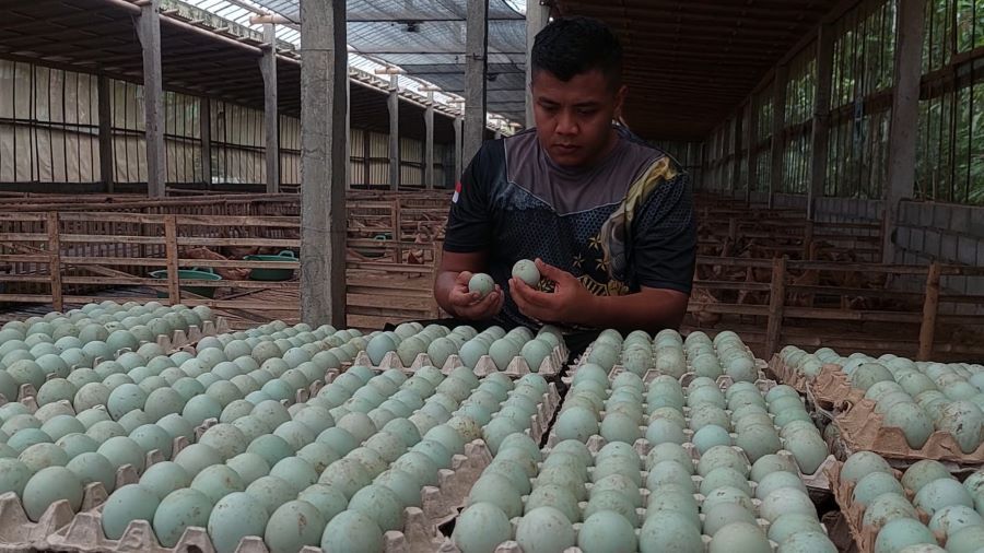 INSPIRATIF: Brigadir Agus Nurmansyah melihat kondisi bebek di kandangnya.