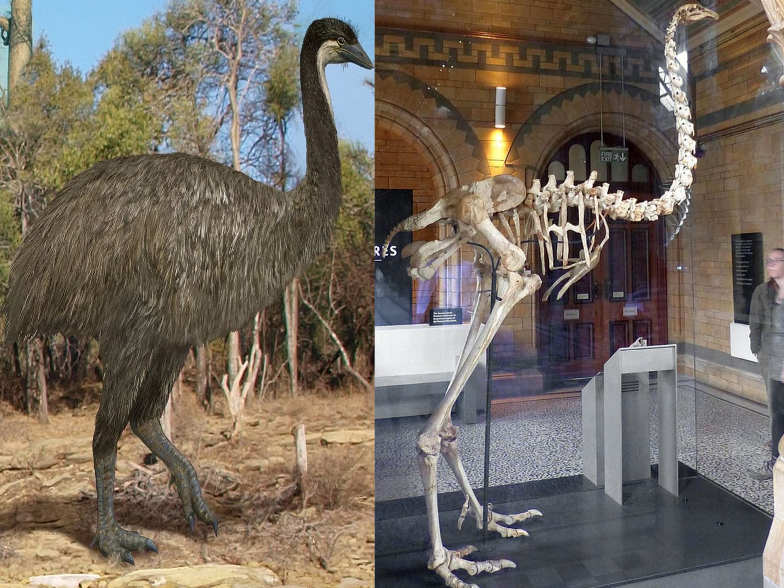 CAPTION: Burung moa berciri fisik besar yang mengalami kepunahan. (Pinterest: Martin Csontofalszki/nzbirsonline.org.nz)