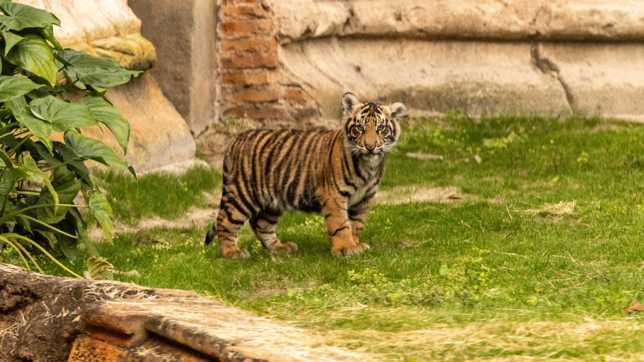 Bakso, nama anak harimau yang lahir di Amerika Serikat melakukan debut perdananya di Maharajah Jungle Trek, Disney&rsquo;s.