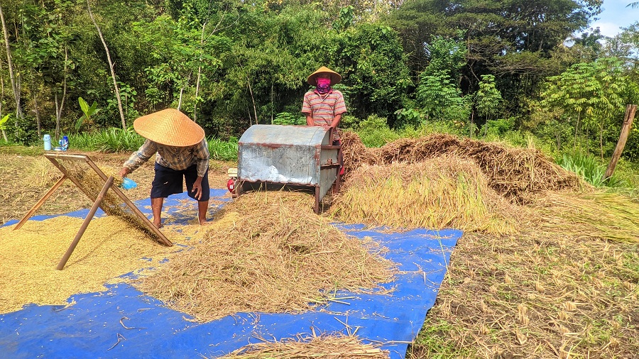 MENGGILING: Aktivitas petani saat mengolah gabah usai panen di Gunungkidul.