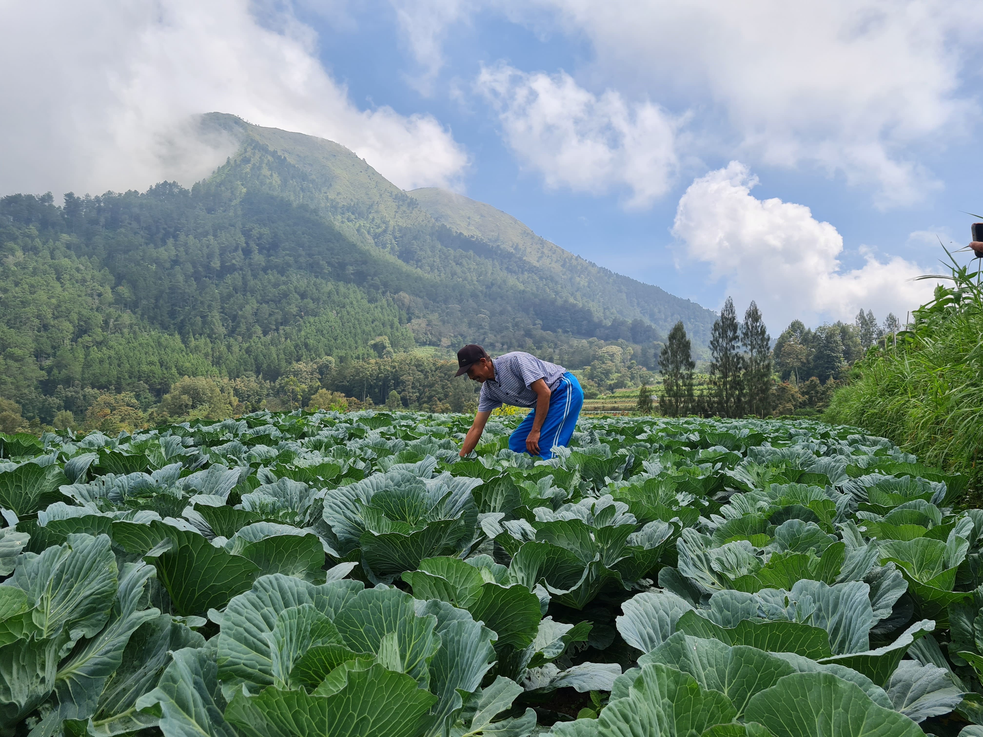 CEK TANAMAN: Seorang petani tengah membersihkan rumput liar yang menganggu tanaman kubis di lahannya.