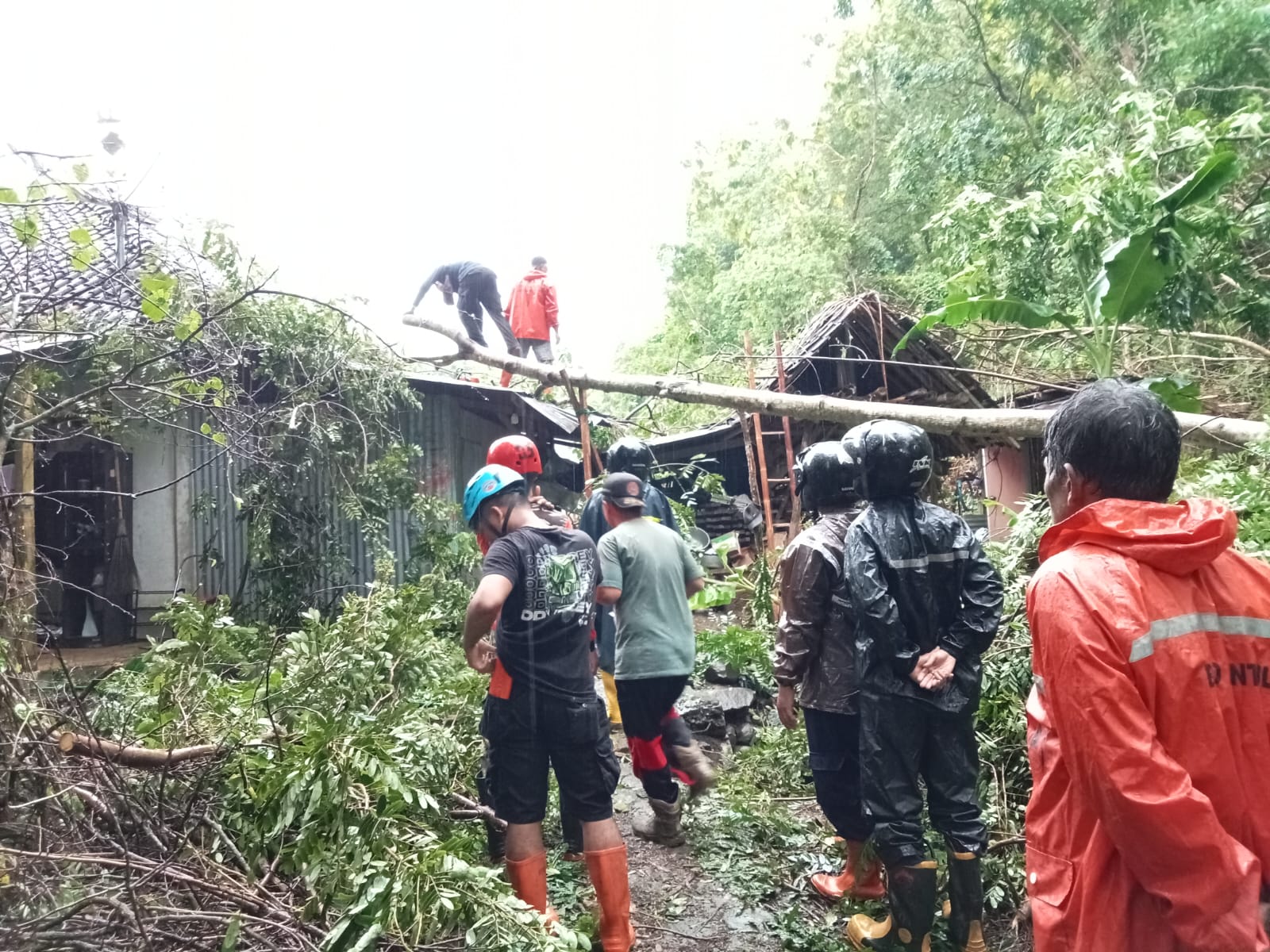 Pohon tumbang di Imogiri yang sedang ditangani oleh petugas BPBD Bantul.