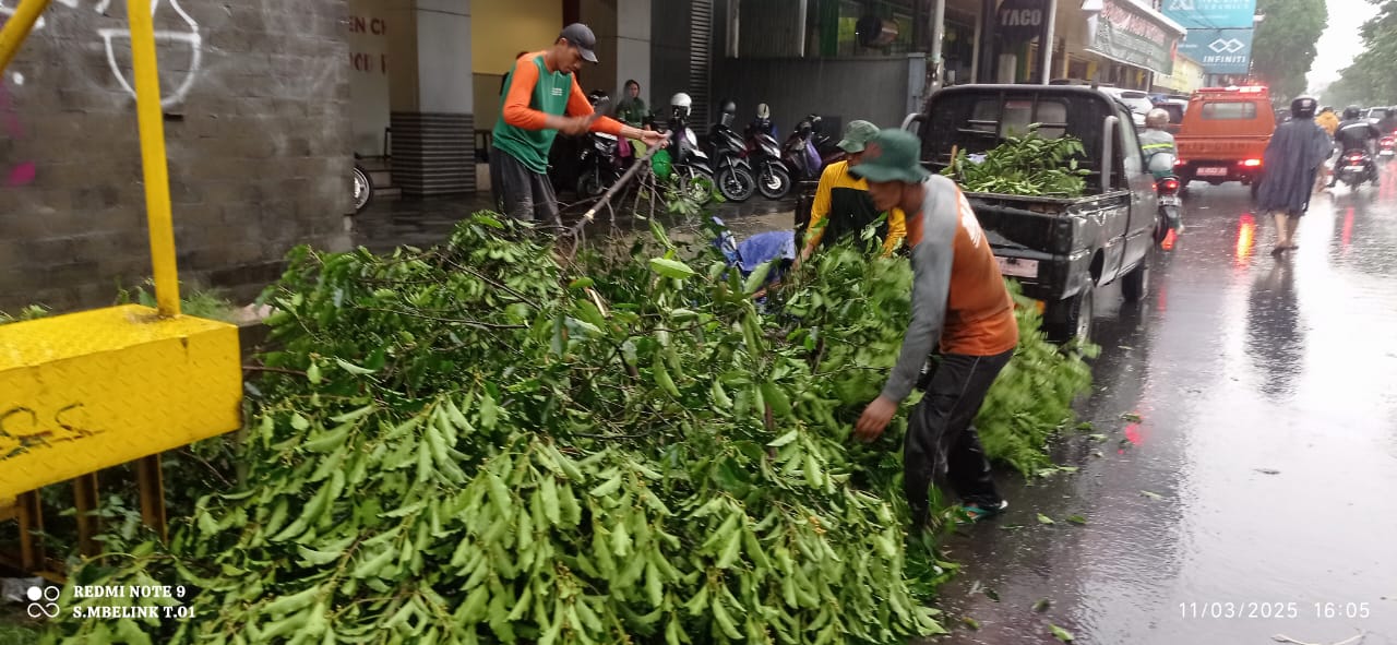 ASSESSMENT: Personel BPBD Kota Jogja saat melakukan evakuasi pohon tumbang dampak kejadian hujan es yang disertai dengan angin kencang pada Selasa (11/3/2025).