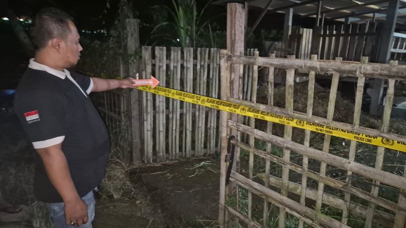 PENYELIDIKAN: Personel kepolisian meninjau kandang ternak yang disatroni pencuri.