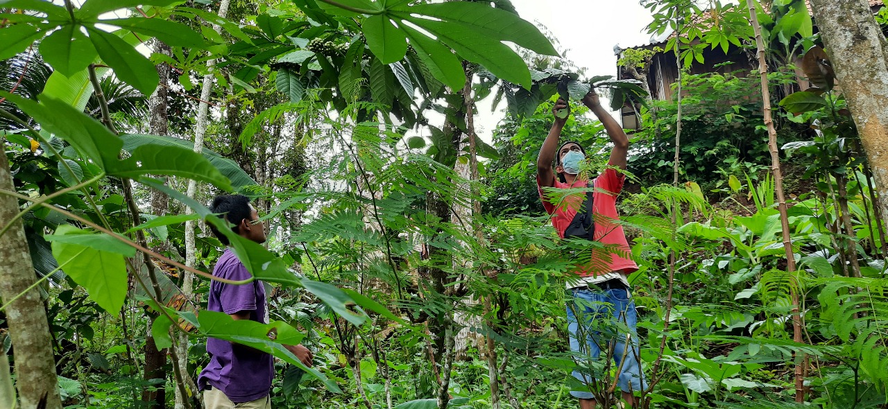 BELAJAR: Anggota komunitas HMC membina petani lokal untuk menanam kopi.