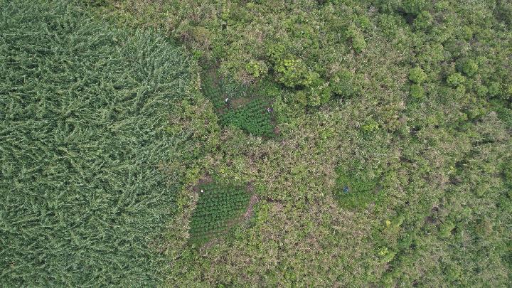 Foto udara yang menunjukkan ladang ganja di kawasan Taman Nasional Bromo Tengger (TNBTS).