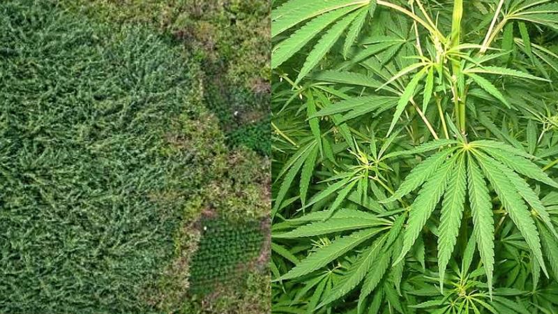 Ladang ganja ditemukan di kawasan Gunung Bromo.