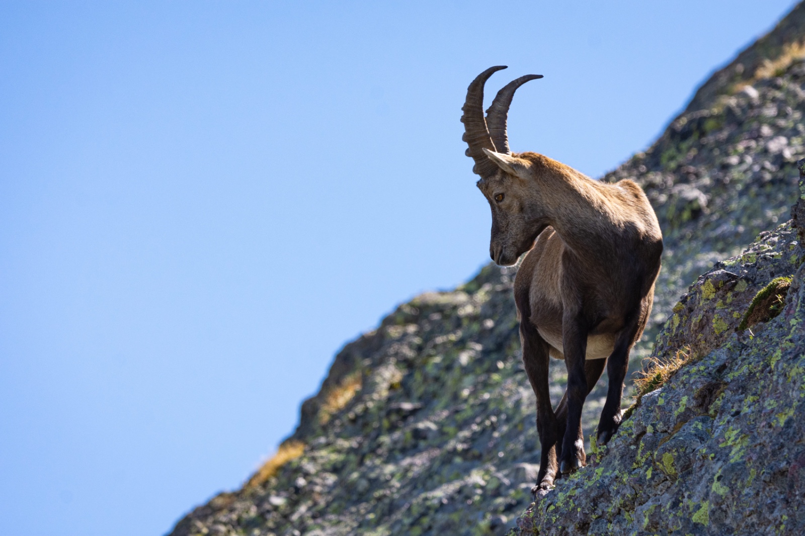Capra ibex, spesies kambing gunung yang terkenal karena kemampuannya memanjat tebing curam.