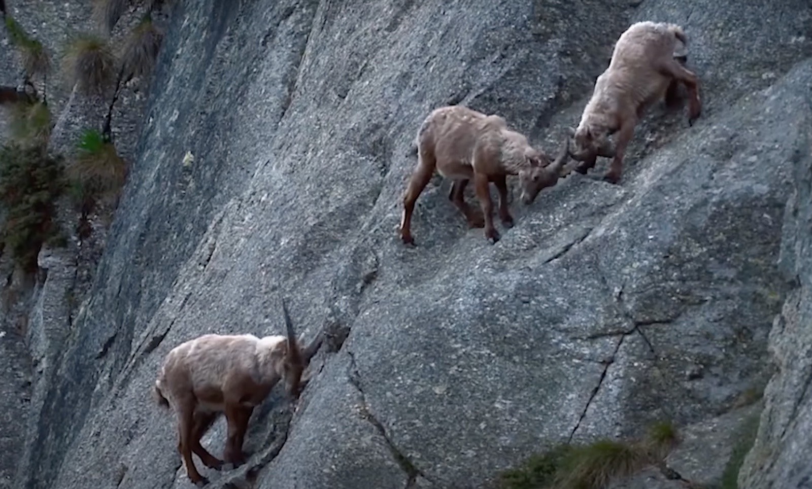 Capra ibex, spesies kambing gunung yang terkenal karena kemampuannya memanjat tebing curam.