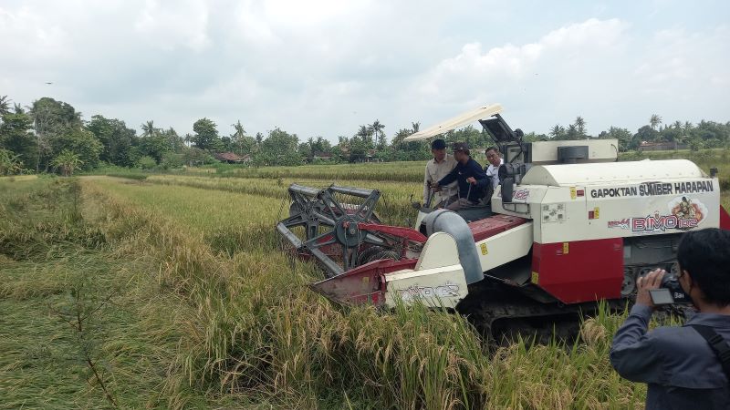 PANEN RAYA: Wakil Menteri Pertanian Sudaryono saat ikut memanen padi di Bambanglipuro, Bantul Jumat (21/3).