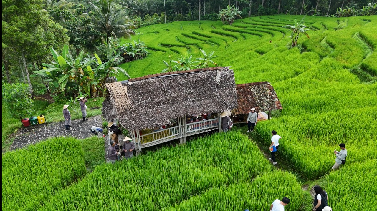 Dokumentasi Desa Wisata Widosari/ ANOM BAGASKORO/RADAR JOGJA  PEMANDANGAN: Wisatawan menyusuri area persawahan Kyai Alihan