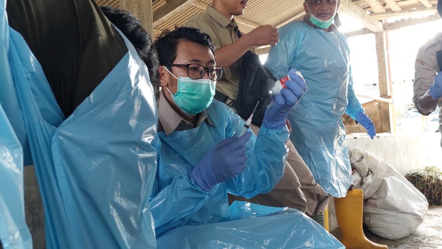VAKSIN: Petugas menakar dan menyuntikkan serum ke sapi untuk mencegah penyakit.