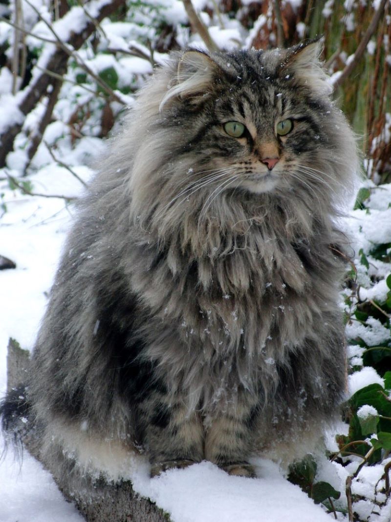 Norwegian Forest Cat ras kucing asal Norwegia.