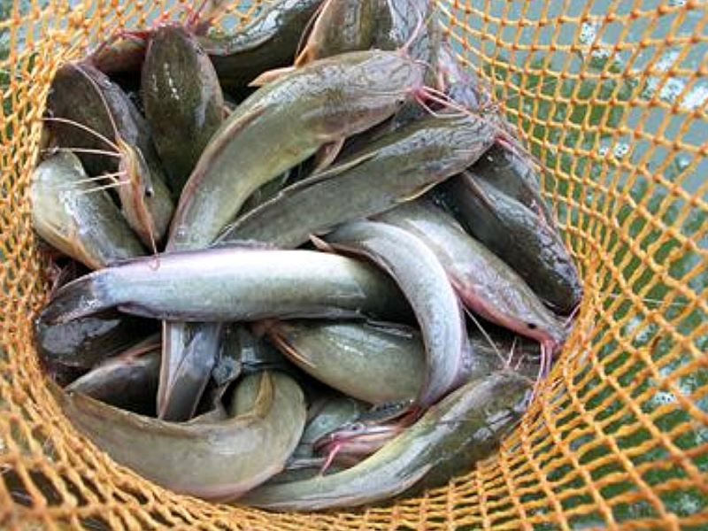 Ikan lele disuntik antibiotik.