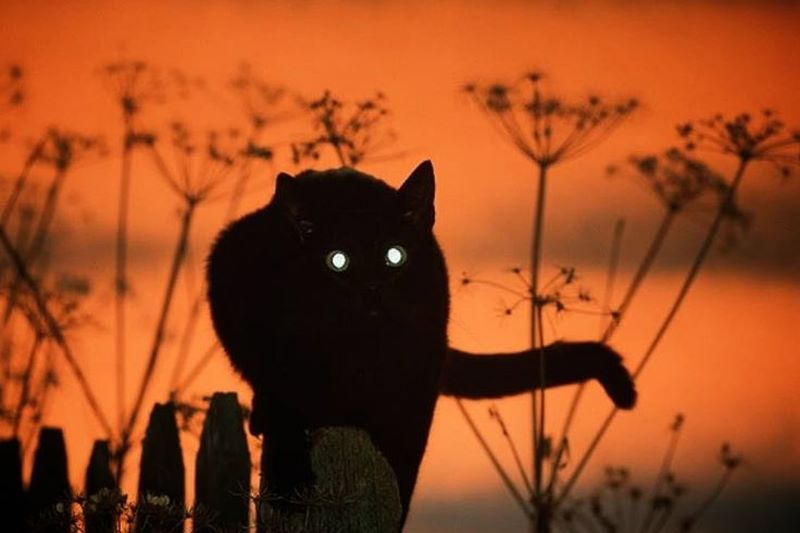 Mitos Tentang Kucing.