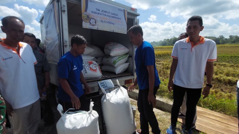 UNTUNG: Petani menjual gabah kering panen ke Tim Jemput Gabah Bulog.&nbsp;