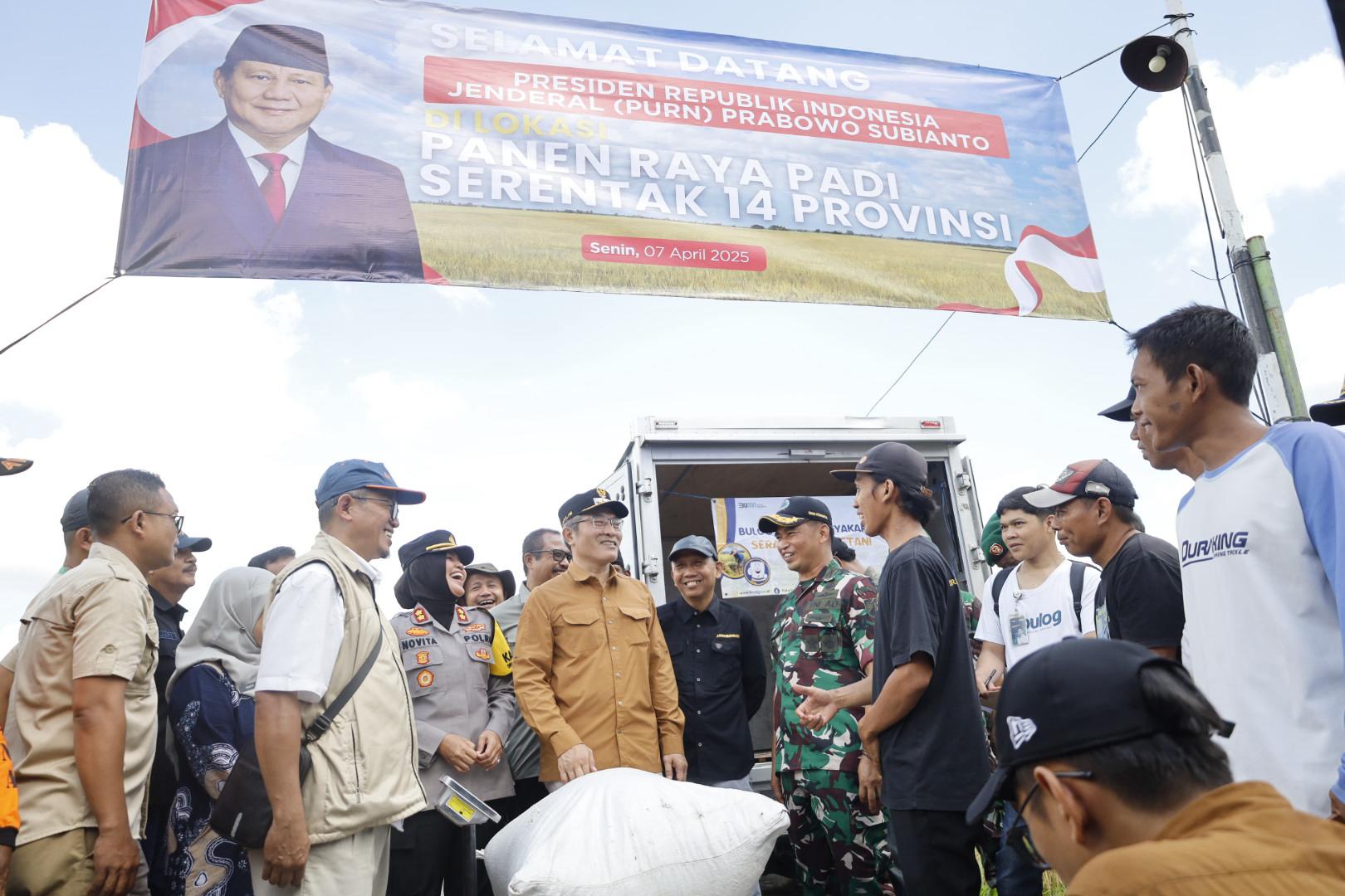 Panen raya di Sidomulyo, Bambanglipuro, Senin (7/4/2025) yang dilanjutkan dengan penjualan GKP petani ke Bulog DIY.