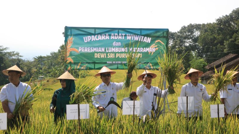 PANEN: Wabup Kulon Progo memanen padi di lumbung mataraman.&nbsp;