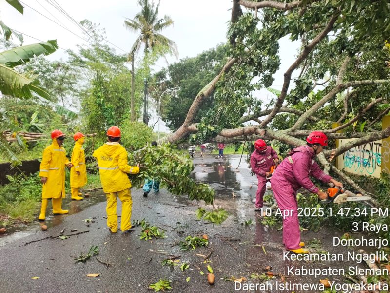 ilustrasi pohon tumbang