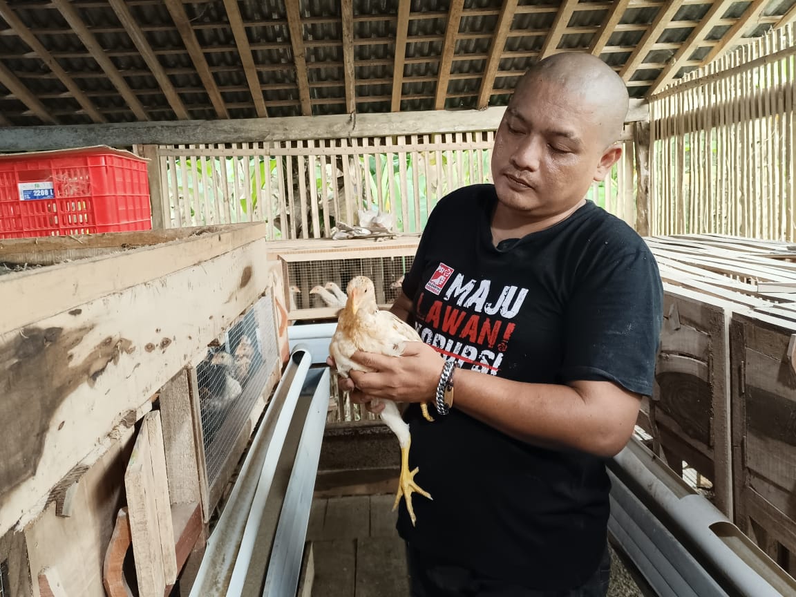 BERTERNAK : Warga Desa Grenggeng melalui BUMDes desa setempat mencanangkan program ketahanan pangan dengan budidaya ayam joper.