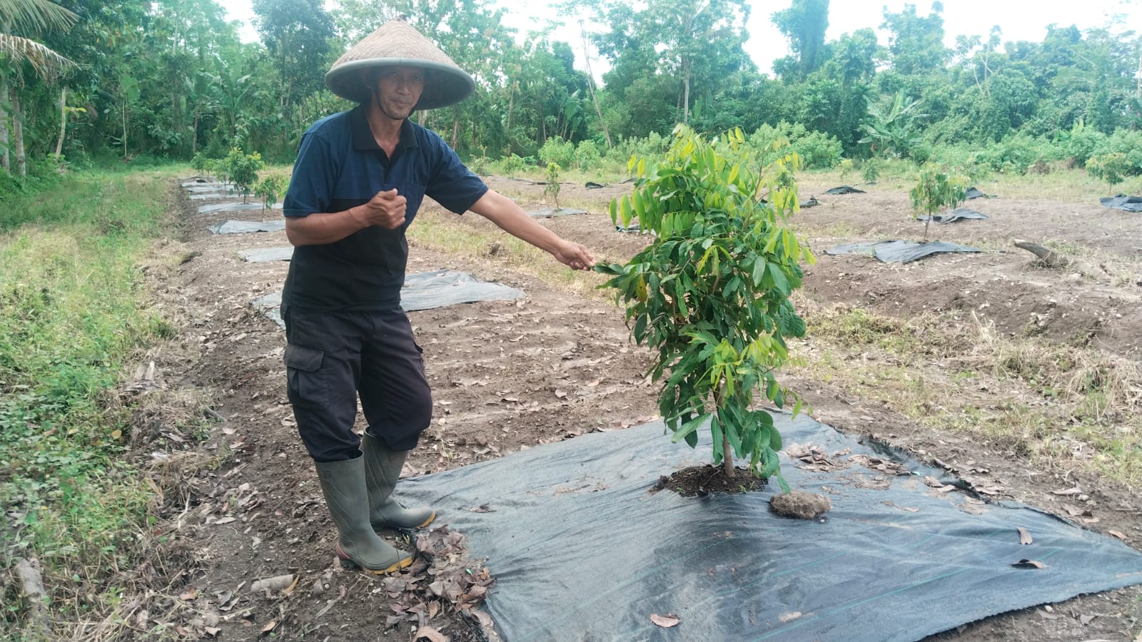 Supriyo Widodo menunjukkan tanaman klengkeng  yang diaplikasikan mulsa plastik.