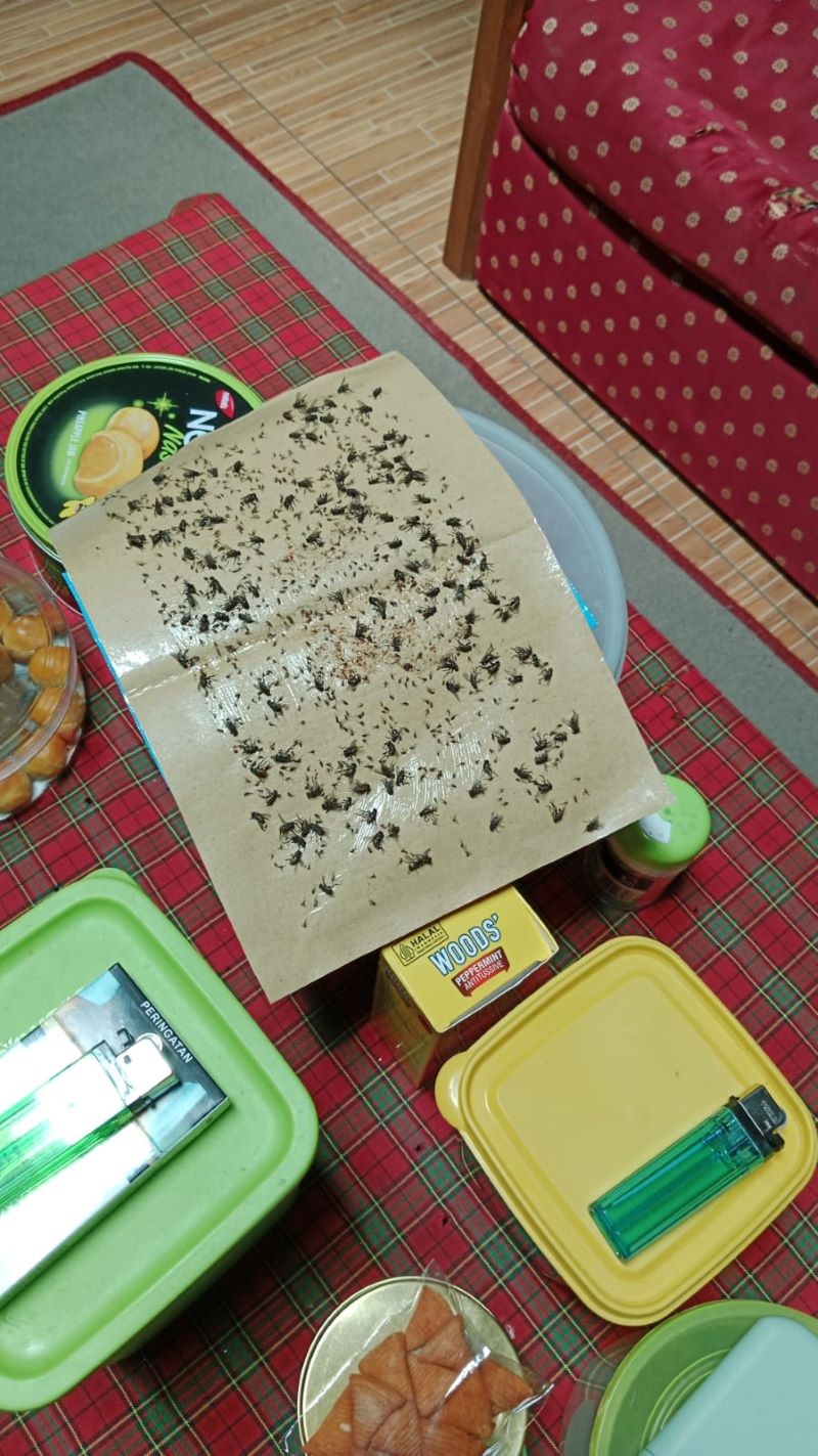 INI LHO: Kondisi lalat yang banyak terperangkap karena dampak dari adanya kandang ayam di Kalurahan Umbulharjo, Cangkringan, Sleman.