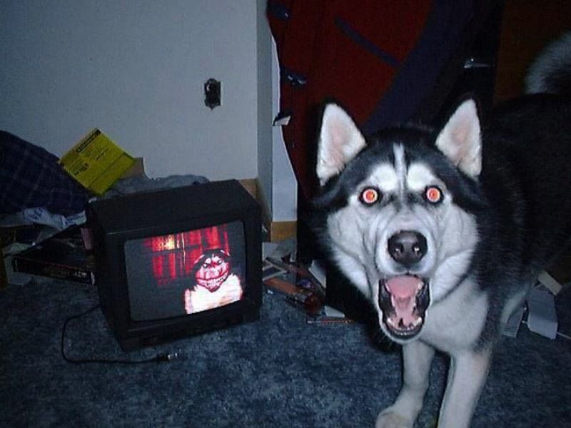 Ilustrasi anjing kelaparan.