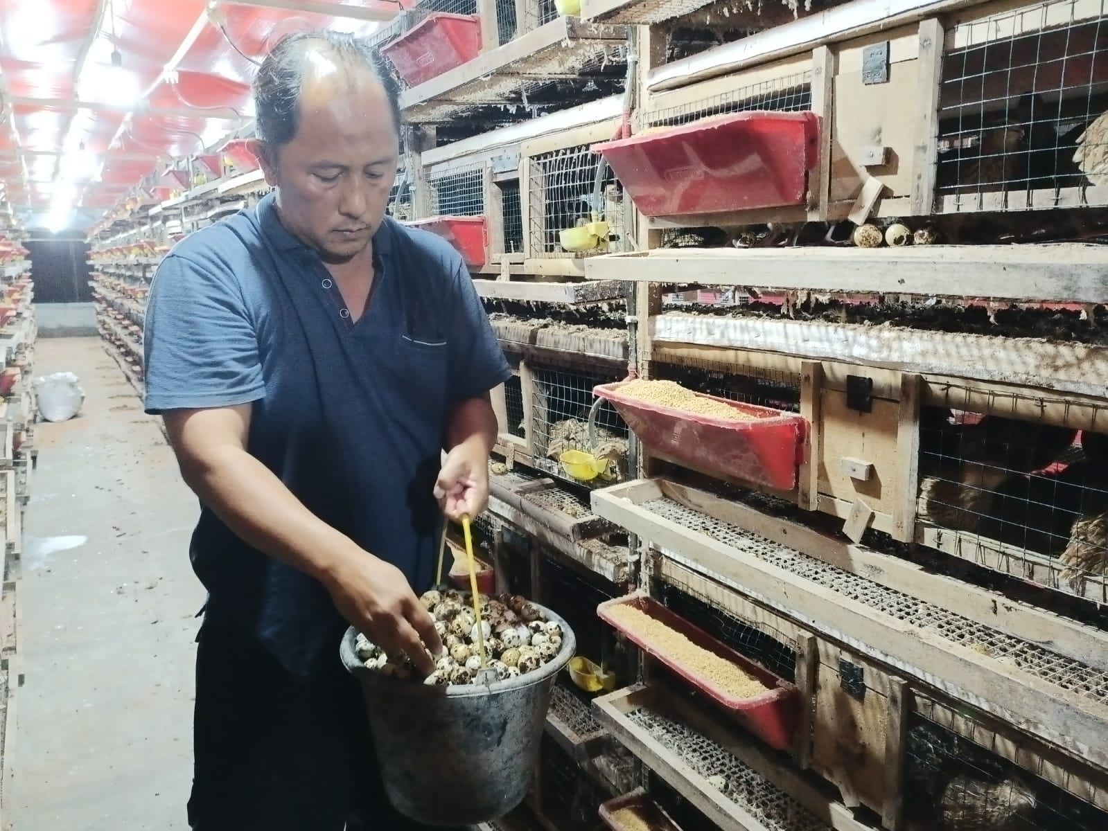 Juniadi Prasetyo, ASN di Satpol PP Kebumen sukses beternak burung puyuh. Selain profit, dari usaha tersebut dia juga berhasil membuka lapangan pekerjaan bagi masyarakat.