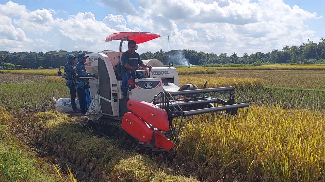 PANEN: Petani memanen padi tipe IR yang mudah dirawat dan cocok ditanam.&nbsp;