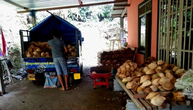 STOK AMAN: Pengepul dan petani kelapa di Kulon Progo Dian Jaka Pramana saat menumpuk kelapa ke dalam mobil boks miliknya.