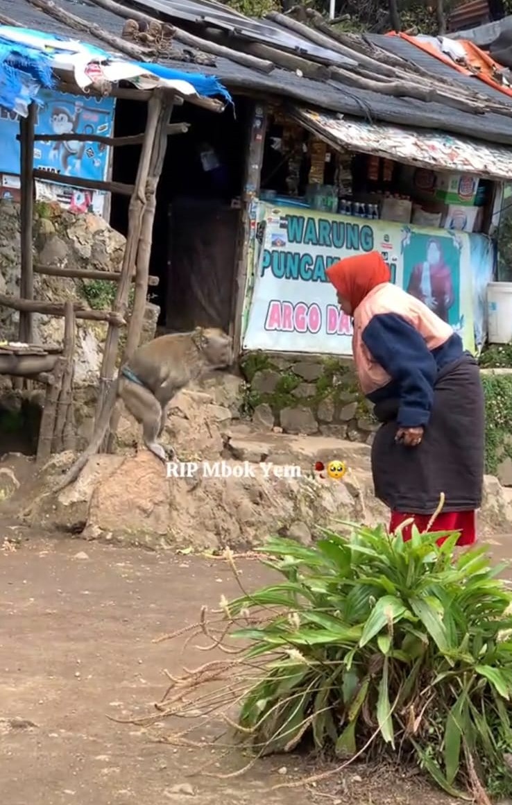 Momen hangat Mbok Yem dan monyet kesayangannya.
