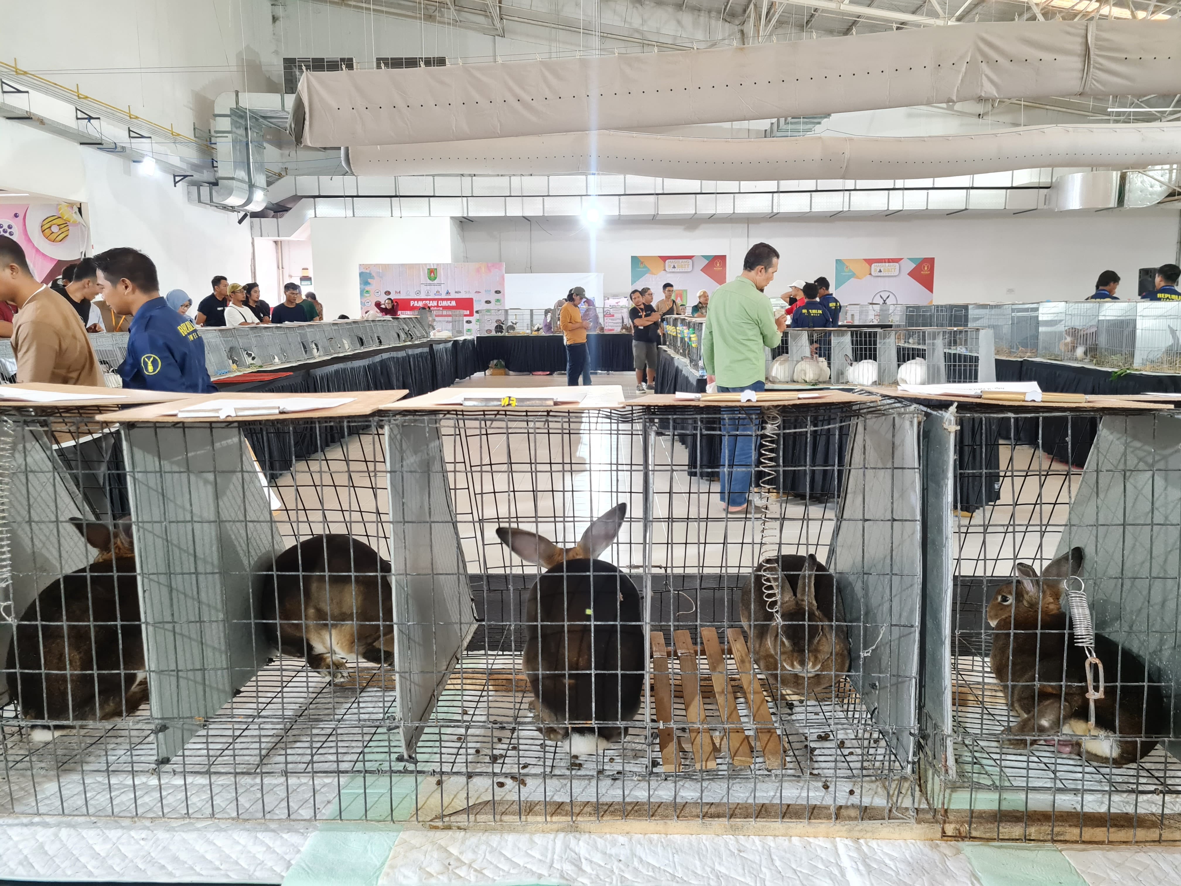 Aneka&nbsp;kelinci&nbsp;dari berbagai daerah ditampilkan pada Magelang Rabbit Festival di Artos Mall, Sabtu (26/4).