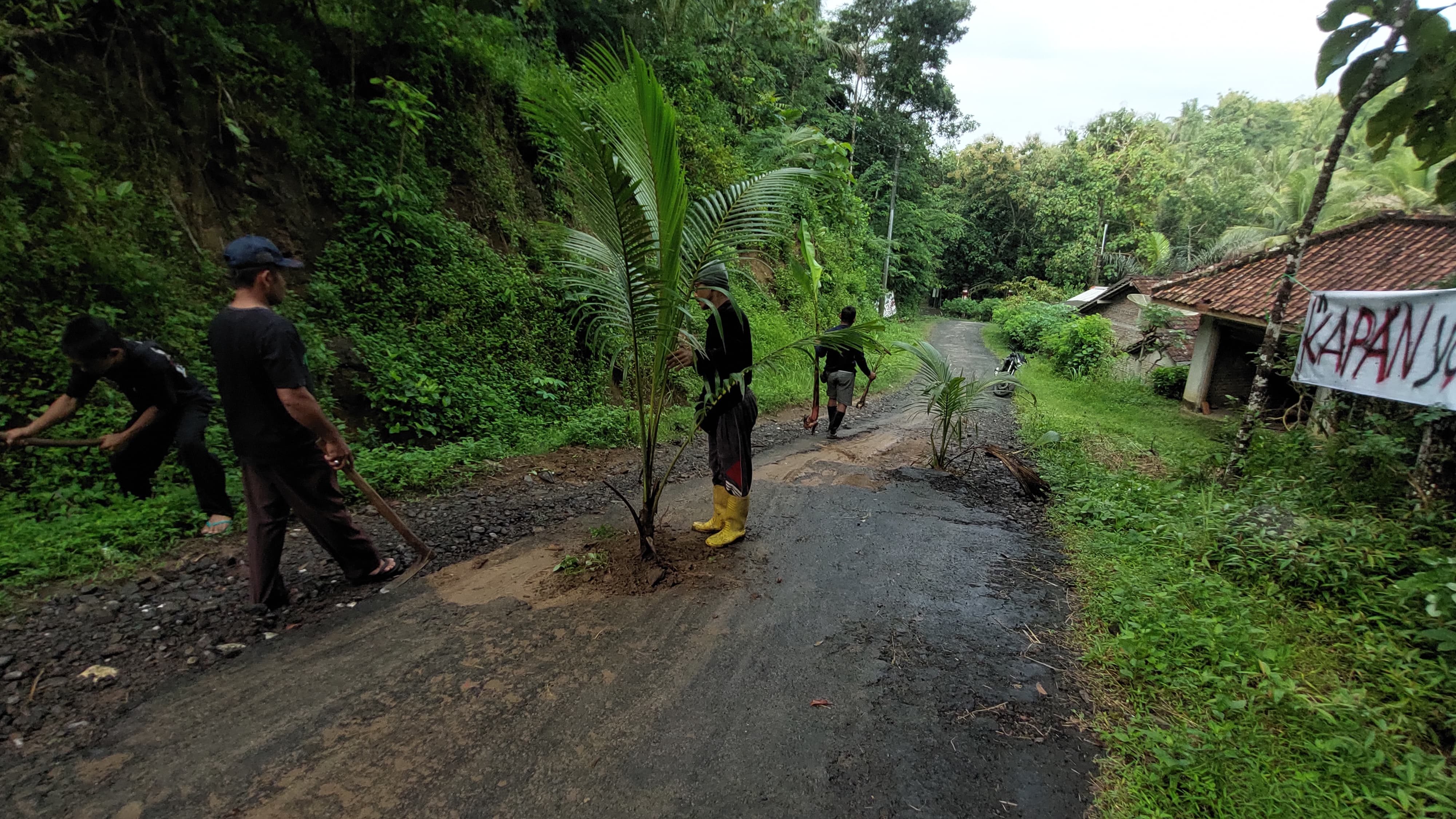 PROTES: Warga Tangkisan 2 menanam pohon di jalan berlubang.