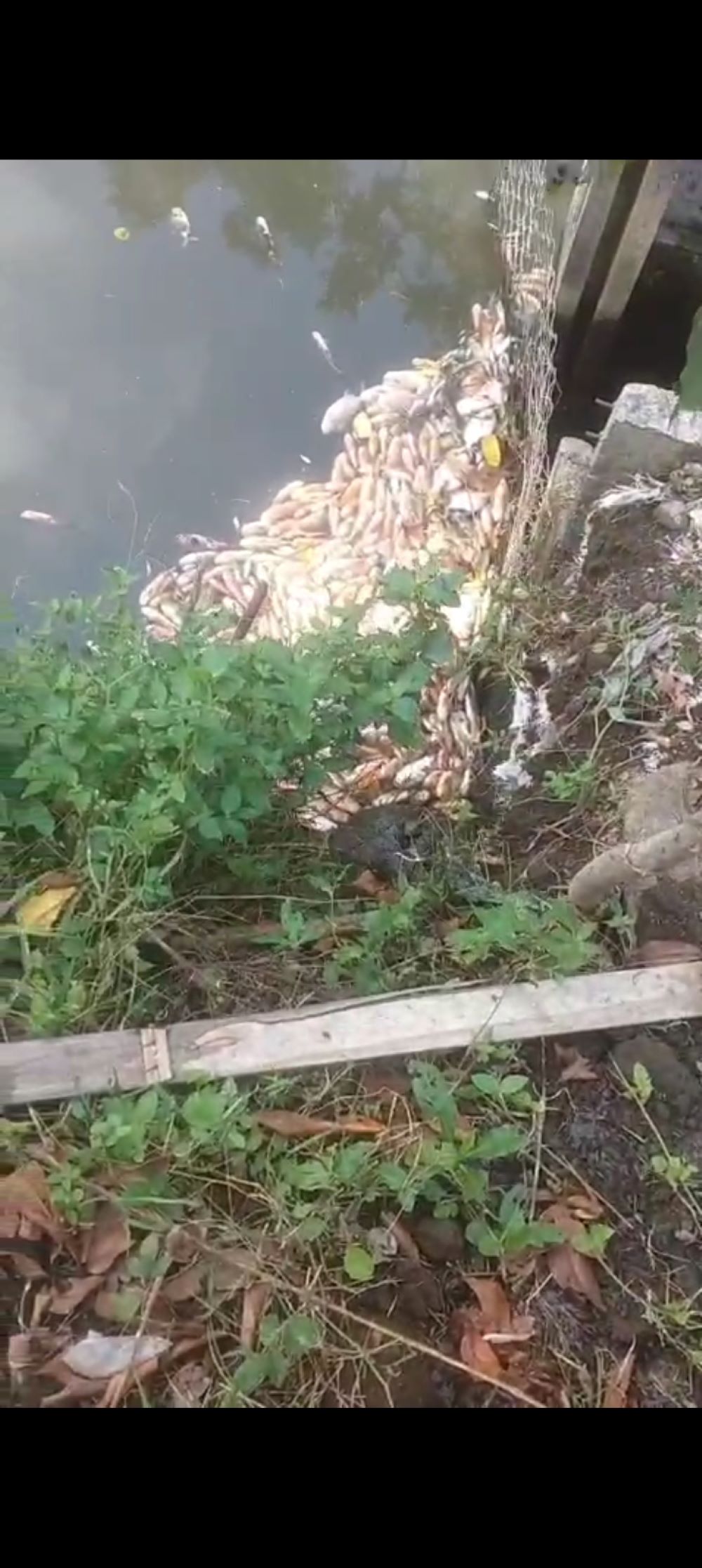 MENDADAK: Ikan warga Pandowoharjo yang mati diduga karena limbah sebuah perusahaan Rabu (7/5).