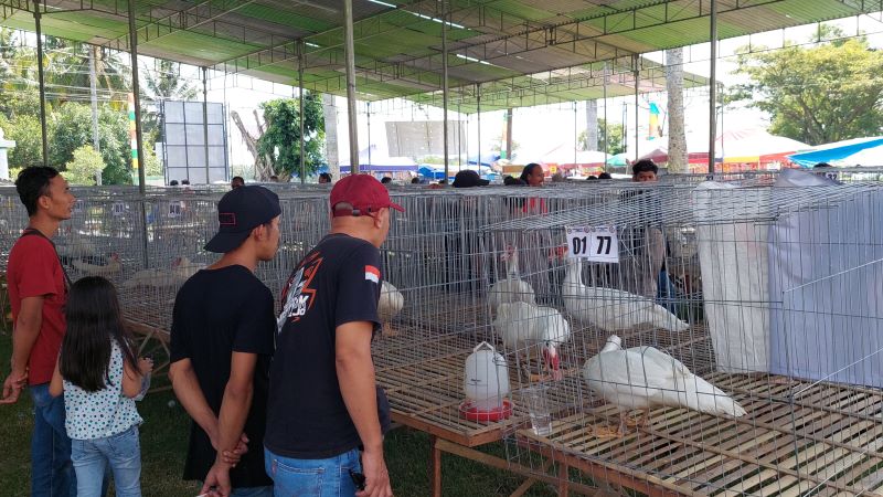 PERLOMBAAN: Entok dari berbagai wilayah mengikuti festival yang ada di Kulon Progo.&nbsp;