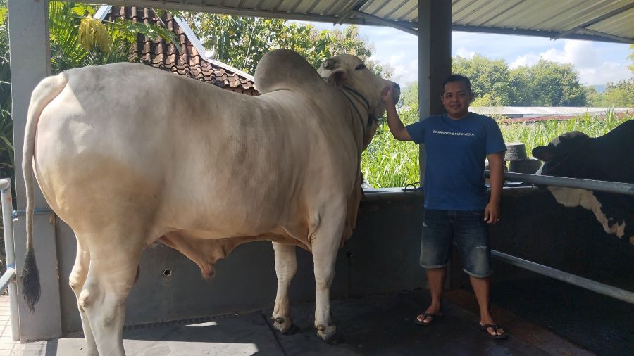 Sapi Probowo: Sapi Terpilih Milik Agus di Perternakan Sari Lembu Bantul