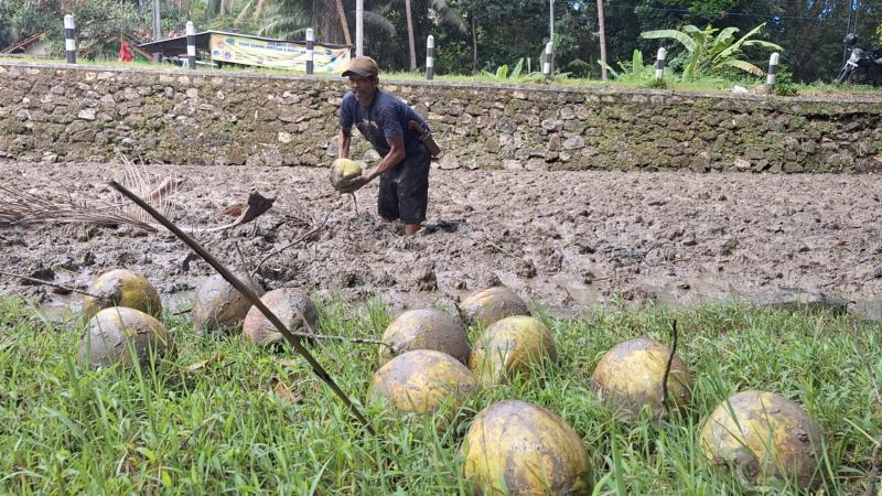 ANTUSIAS: Buruh Petik Kelapa dapat penghasilan tambahan saat buah kelapa di pasaran harganya tinggi.