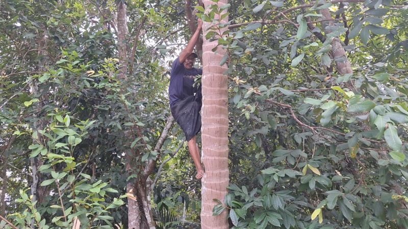 PANJAT: Buruh Petik Kelapa memanjat pohon tanpa bantuan alat pengaman.&nbsp;