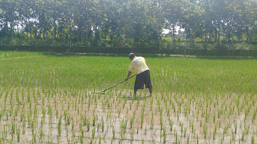 TERDAMPAK: Petani sedang melakukan sktivitas di sawah. Hama tikus kembali menyerang lahan padi petani di Bantul, setengah hektare lahan gagal panen.
