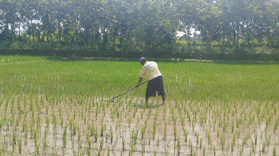 Gagal Panen: Petani sedang Melakukan Aktivitas di Sawah