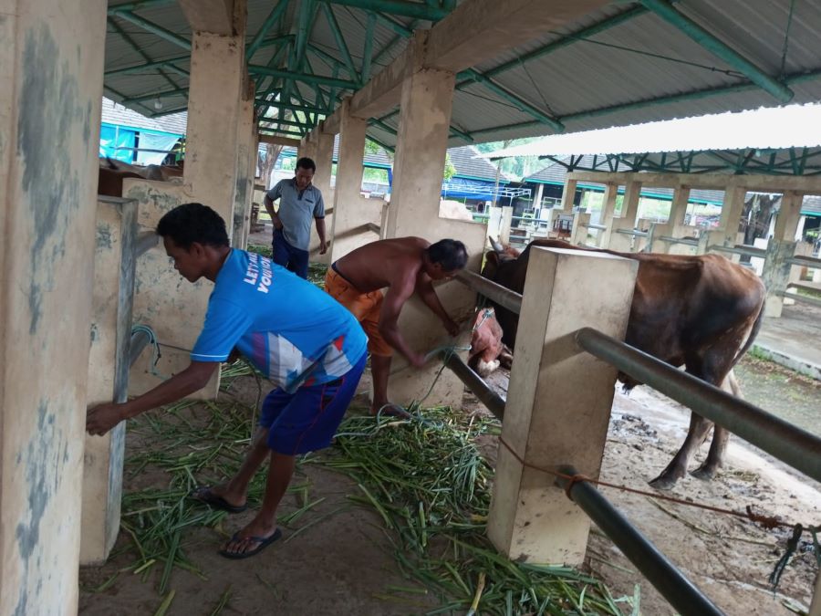 Penjual Sapi di Pasar Hewan Semanu sedang menyiapkan sapinya untuk Pasaran Kliwon.