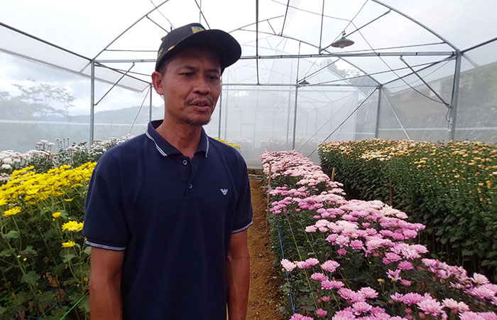PANEN: Suharso melihat bunga krisan yang sebentar lagi bisa dipetik.