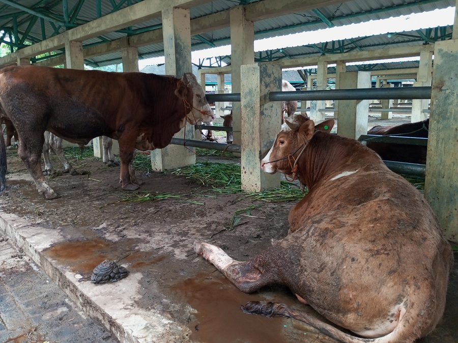 Sapi untuk hewan kurban di Pasar Hewan Semanu.  &nbsp;